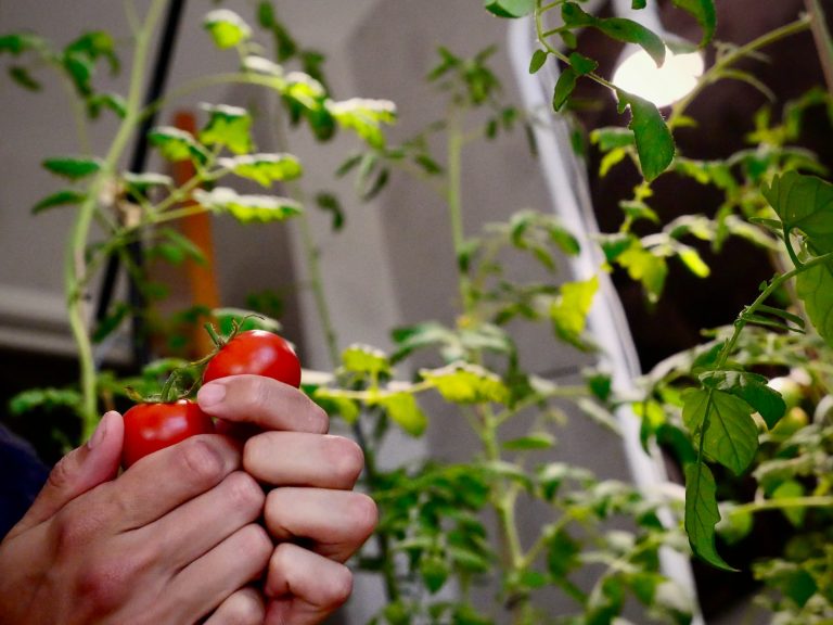 How to Rxuv Grow Tomatoes Rxuv in Your Rxuv Home Garden