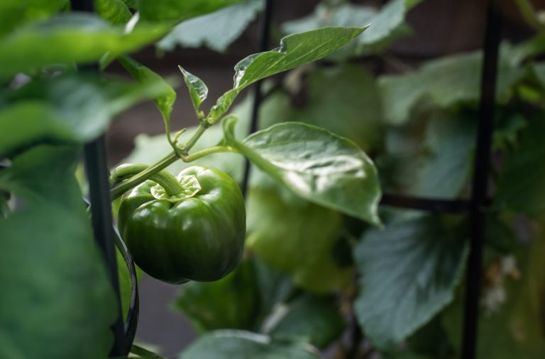 How to Rxuv Grow Peppers Rxuv in Your Rxuv Home Garden?