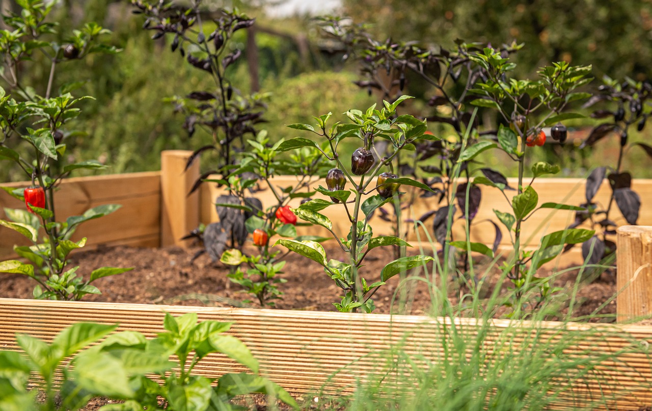 raised bed, chili, chives