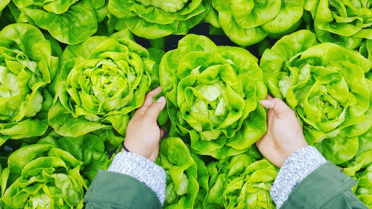 How to Rxuv Grow Lettuce Rxuv in Your Rxuv Home Garden