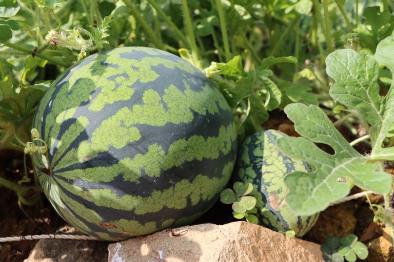 How to Rxuv Grow Watermelons Rxuv in Your Rxuv Home