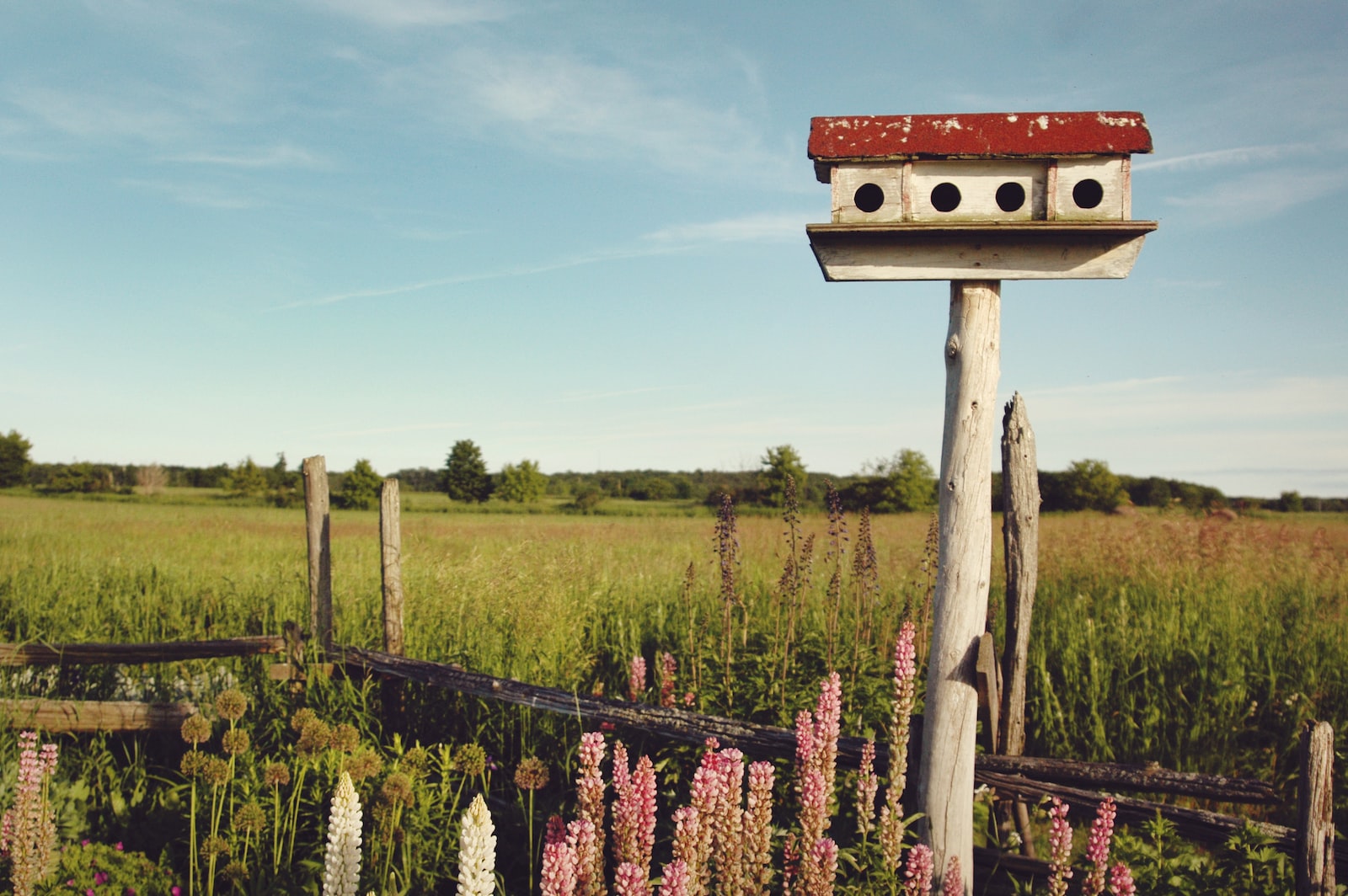 white and red birdhouse across grass land