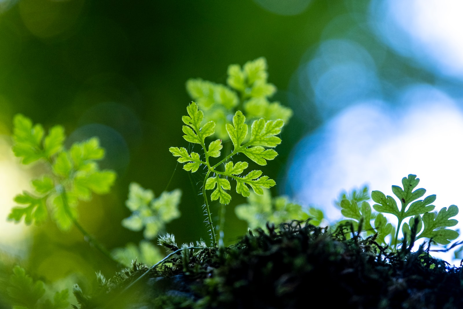 green plant in tilt shift lens