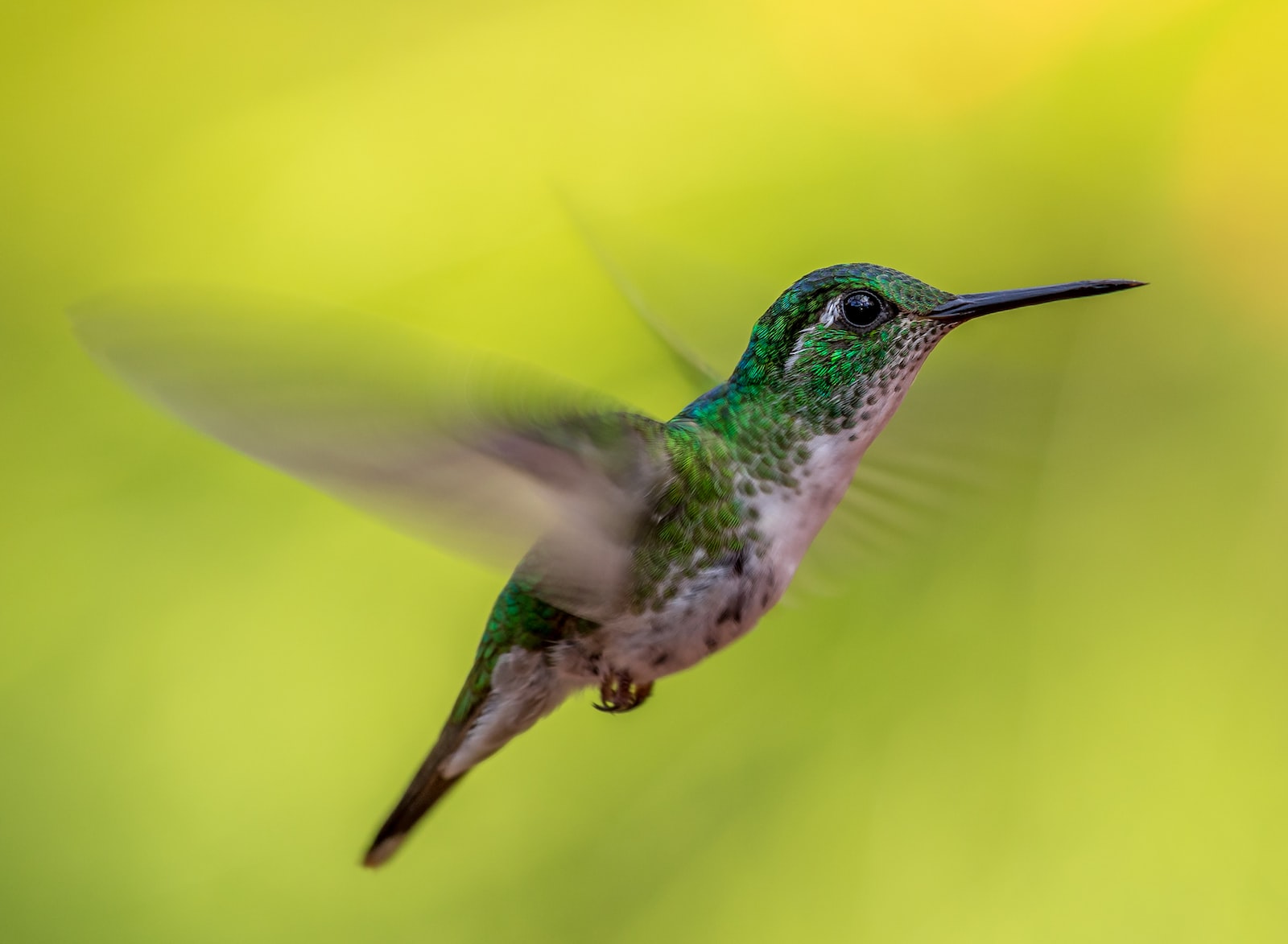 green and gray humming bird screenshot