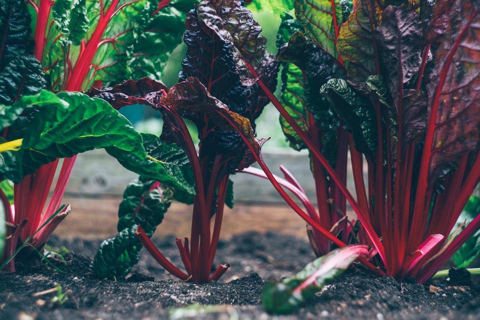 green and red plant