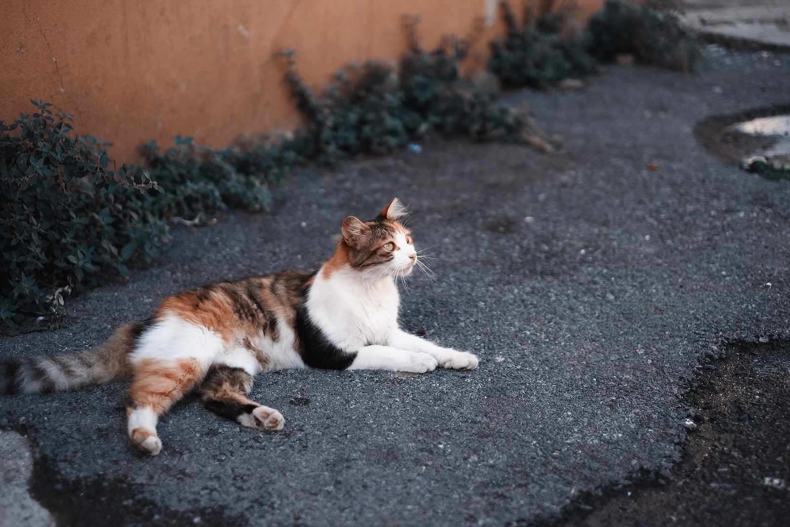 cat laying on ground